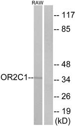 OR2C1 Antibody in Western Blot (WB)