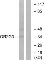 OR2G3 Antibody in Western Blot (WB)