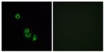 OR2L5 Antibody in Immunocytochemistry (ICC/IF)