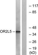 OR2L5 Antibody in Western Blot (WB)