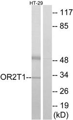 OR2T1 Antibody in Western Blot (WB)
