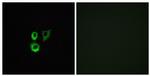 OR2T3/OR2T34 Antibody in Immunocytochemistry (ICC/IF)