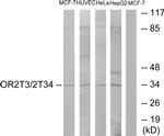 OR2T3/OR2T34 Antibody in Western Blot (WB)