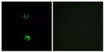 OR3A2 Antibody in Immunocytochemistry (ICC/IF)