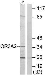 OR3A2 Antibody in Western Blot (WB)