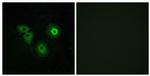 OR4A15 Antibody in Immunocytochemistry (ICC/IF)