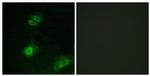OR4A16 Antibody in Immunocytochemistry (ICC/IF)
