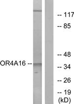 OR4A16 Antibody in Western Blot (WB)
