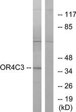 OR4C3 Antibody in Western Blot (WB)