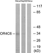 OR4C6 Antibody in Western Blot (WB)