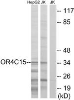 OR4C15 Antibody in Western Blot (WB)