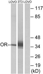 OR4D6 Antibody in Western Blot (WB)