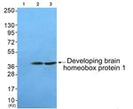 DBX1 Antibody in Western Blot (WB)