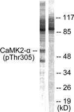 Phospho-CaMKII alpha/beta/delta (Thr305) Antibody in Western Blot (WB)
