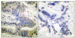 Phospho-Caspase 6 (Ser257) Antibody in Immunohistochemistry (Paraffin) (IHC (P))