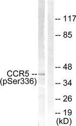 Phospho-CCR5 (Ser336) Antibody in Western Blot (WB)