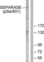 Phospho-Separase (Ser801) Antibody in Western Blot (WB)