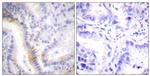 Urocortin Antibody in Immunohistochemistry (Paraffin) (IHC (P))