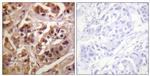 GRF-1 Antibody in Immunohistochemistry (Paraffin) (IHC (P))