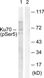 Phospho-Ku70 (Ser5) Antibody in Western Blot (WB)