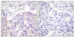 Phospho-alpha Adducin (Thr445) Antibody in Immunohistochemistry (Paraffin) (IHC (P))