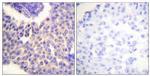 Phospho-beta Arrestin 1 (Ser412) Antibody in Immunohistochemistry (Paraffin) (IHC (P))