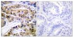 Phospho-ATP1A1 (Ser16) Antibody in Immunohistochemistry (Paraffin) (IHC (P))
