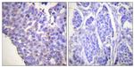 Phospho-Caldesmon (Ser789) Antibody in Immunohistochemistry (Paraffin) (IHC (P))