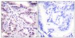 Phospho-ERF (Thr526) Antibody in Immunohistochemistry (Paraffin) (IHC (P))
