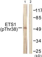 Phospho-ETS1 (Thr38) Antibody in Western Blot (WB)