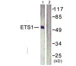 ETS1 Antibody in Western Blot (WB)