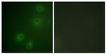 Phospho-ITGB1 (Thr789) Antibody in Immunocytochemistry (ICC/IF)