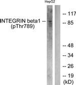 Phospho-ITGB1 (Thr789) Antibody in Western Blot (WB)