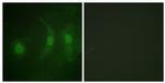 Phospho-IRF3 (Ser385) Antibody in Immunocytochemistry (ICC/IF)