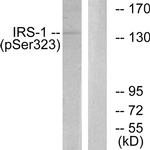 Phospho-IRS1 (Ser323) Antibody in Western Blot (WB)