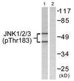 Phospho-JNK1/JNK2/JNK3 (Thr183, Tyr185) Antibody in Western Blot (WB)