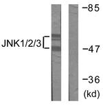 JNK1/JNK2/JNK3 Antibody in Western Blot (WB)