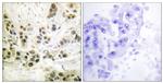 Phospho-Lamin A (Ser392) Antibody in Immunohistochemistry (Paraffin) (IHC (P))