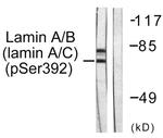 Phospho-Lamin A (Ser392) Antibody in Western Blot (WB)