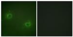 MRLC2 Antibody in Immunocytochemistry (ICC/IF)