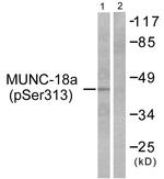 Phospho-MUNC18 (Ser313) Antibody in Western Blot (WB)