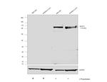 Phospho-MYPT1 (Thr696) Antibody in Western Blot (WB)