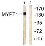 MYPT1 Antibody in Western Blot (WB)
