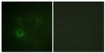 Phospho-p70 S6 Kinase (Ser418) Antibody in Immunocytochemistry (ICC/IF)