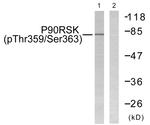 Phospho-RSK1 (Thr359, Ser363) Antibody in Western Blot (WB)