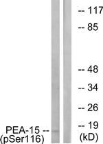 Phospho-PEA15 (Ser116) Antibody in Western Blot (WB)