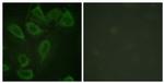 Phospho-CD31 (Tyr713) Antibody in Immunocytochemistry (ICC/IF)
