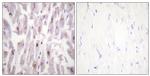Phospho-TRAP220 (Thr1457) Antibody in Immunohistochemistry (Paraffin) (IHC (P))