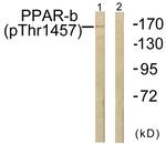 Phospho-TRAP220 (Thr1457) Antibody in Western Blot (WB)