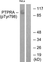 Phospho-PTPRA (Tyr798) Antibody in Western Blot (WB)